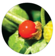 service-icon